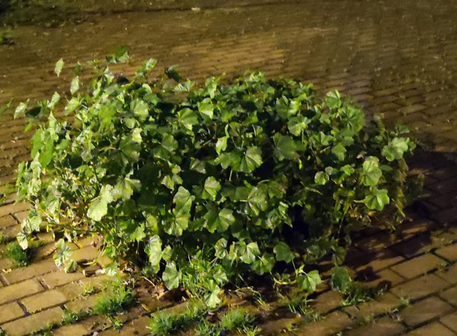 Ecologistas en Acción rechaza el pavimentado de alcorques que está llevan a cabo el Área de Infraestructuras