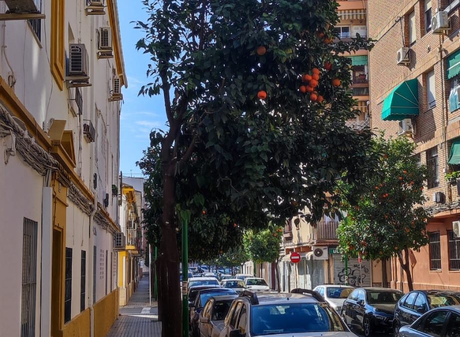 Ecologistas en Acción y la Plataforma en defensa del árbol de Córdoba ponen en marcha la campaña «Mutilados 2023»