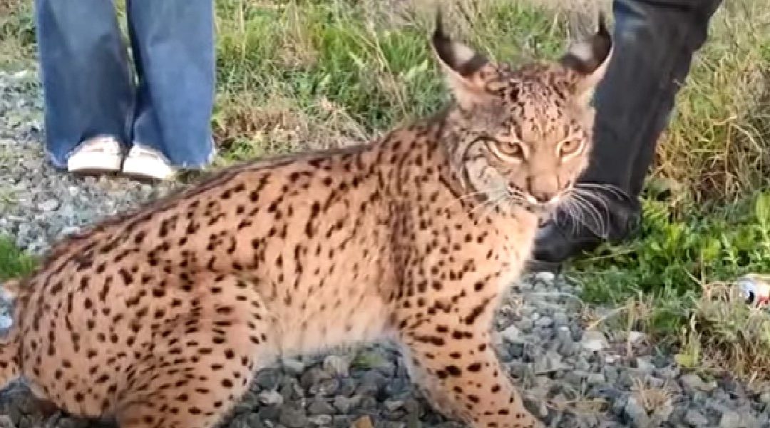 Nuevo atropello de lince en la camino asfaltado de la Dehesa de Abajo, Puebla del Río