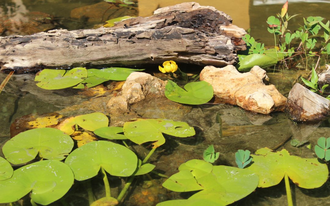 «Axerquía por el Clima» y «Regina Magdalena por el Clima» liberan numerosos ejemplares de fauna acuática en el estanque de Orive