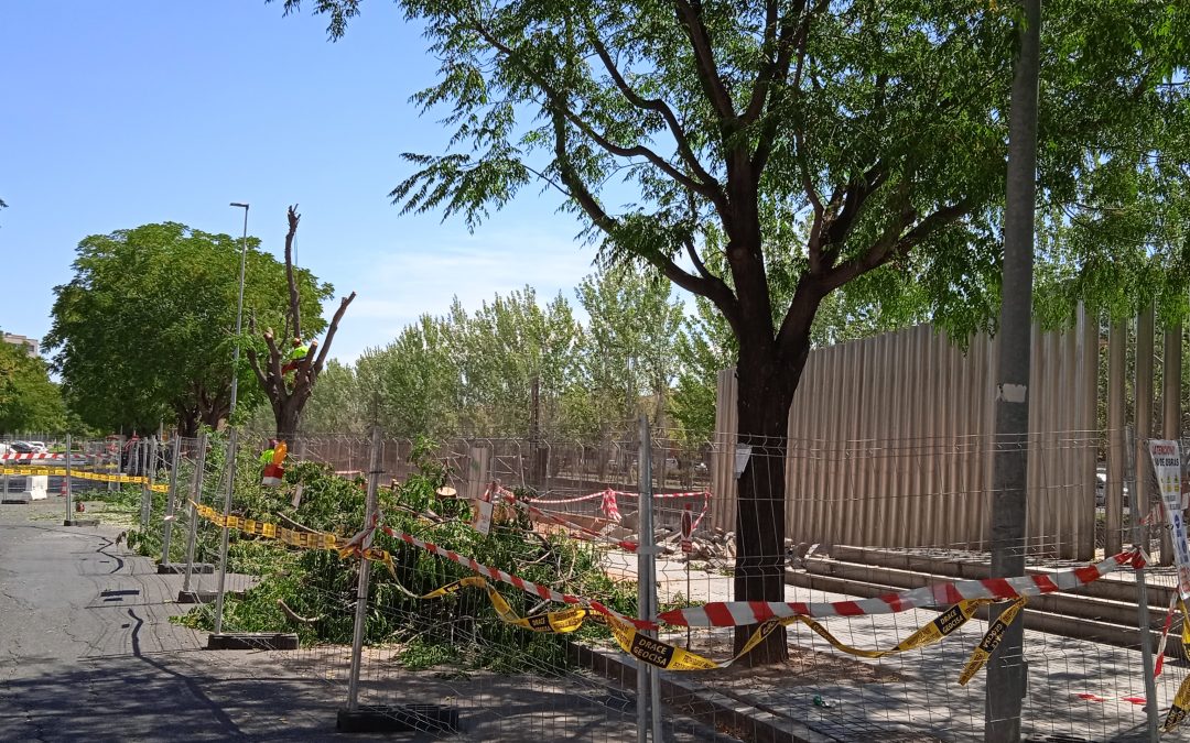 Ecologistas en Acción y la Plataforma en Defensa del Árbol piden al Ayuntamiento la convocatoria de la Comisión del Árbol
