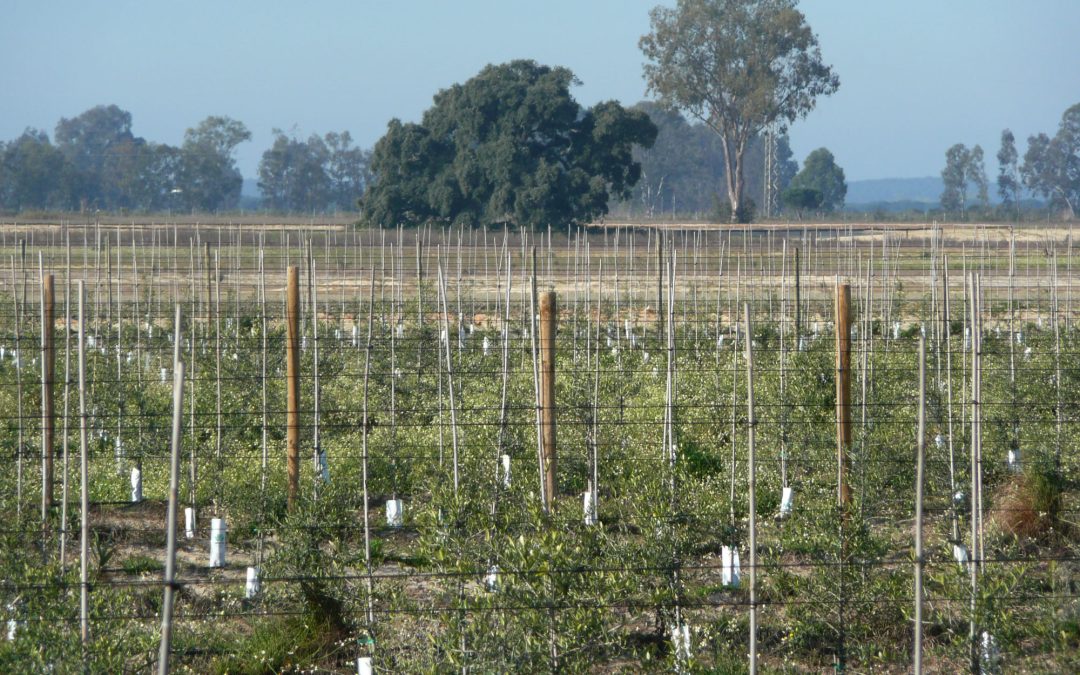 Ecologistas en Acción cree que el protocolo para Doñana ofrece «algunas certezas y numerosas incertidumbres regadas con mucho dinero público y pocas garantías»