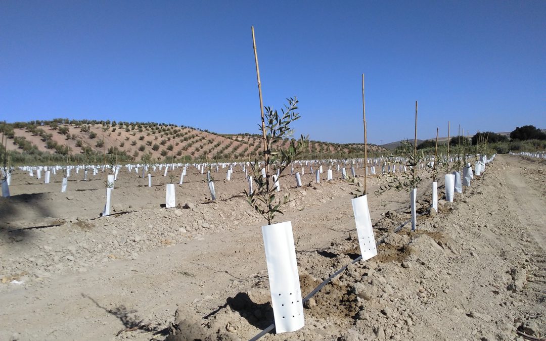 Aranceles, ¿una oportunidad para reorientar el modelo productivo agrario andaluz pasando de la exportación a la Soberanía Alimentaria?