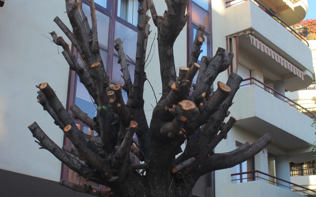 Un año más, Ecologistas en Acción-Córdoba denuncia las podas abusivas y arbitrarias del arbolado urbano