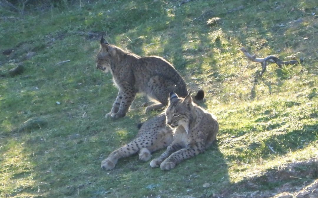 El lince se está salvando. Ahora le toca al lobo