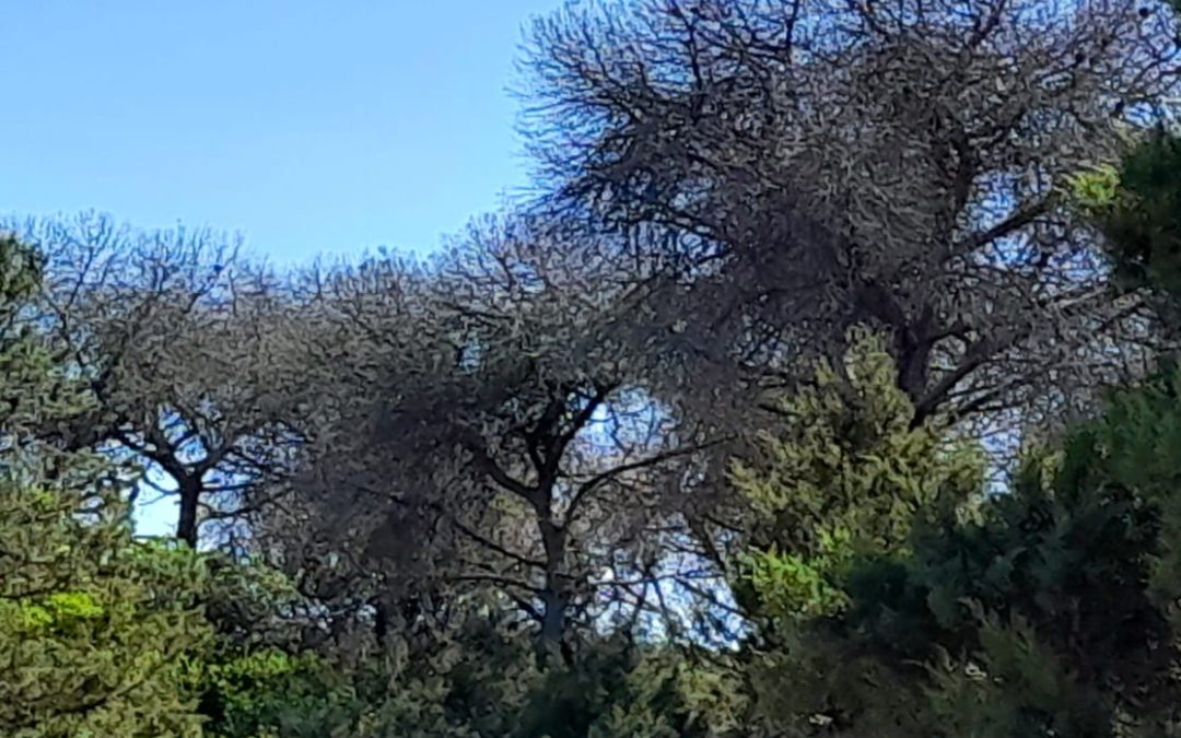 Avanza la muerte de pinos en Doñana, afectando ya a la zona sureste del Parque Nacional en Marismillas