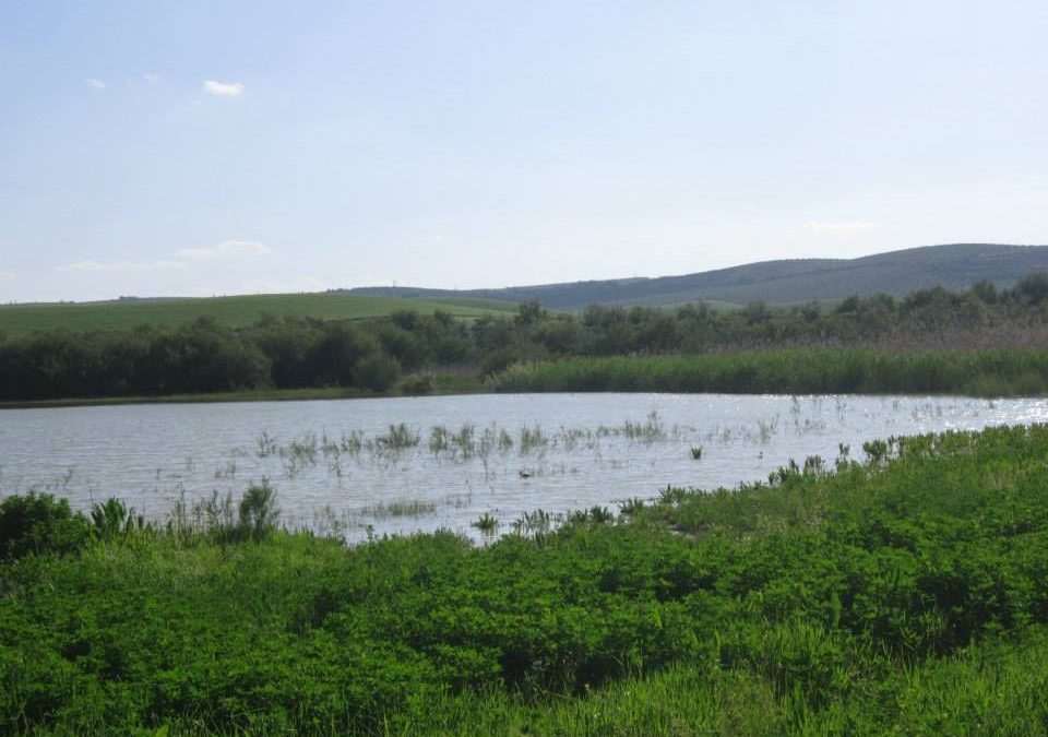 Ecologistas en acción solicita la inclusión de la laguna de La Plata de Montilla en el inventario de humedales de Andalucía