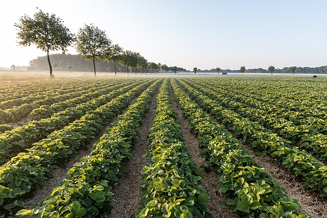 APDHA señala que el incendio del pasado 26 de mayo demuestra la extrema vulnerabilidad de las personas migrantes que residen en los asentamientos informales de Huelva