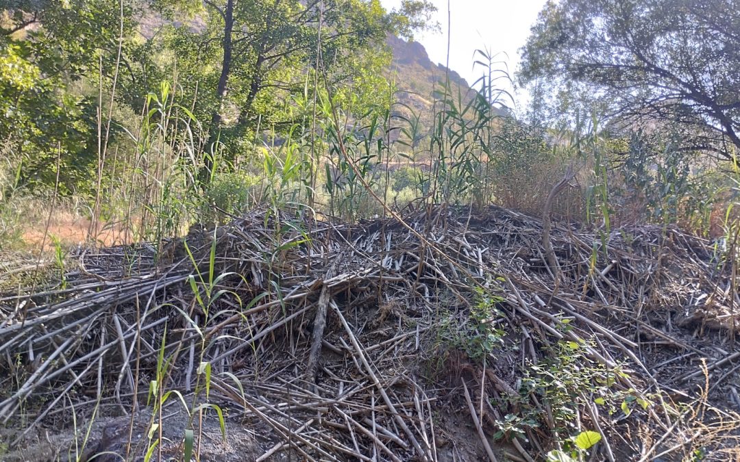 Ecologistas en Acción Andalucía denuncia que la Junta continúa usando glifosato en los márgenes del Río Guadalfeo