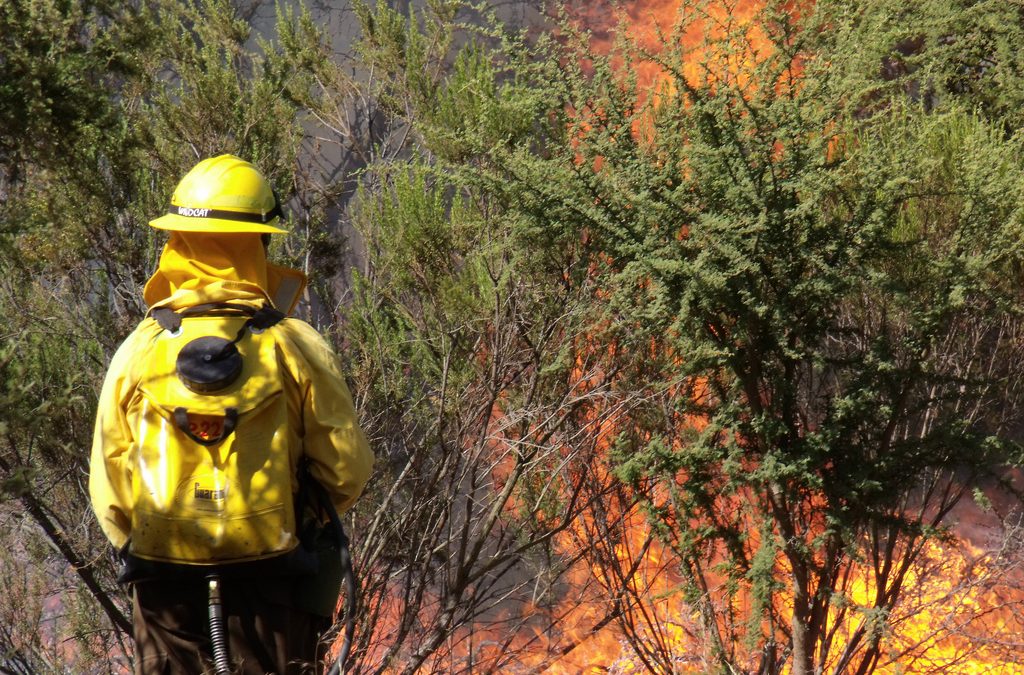 Ecologistas en Acción denuncia la dejadez de la Junta de Andalucía ante el riesgo extremo de incendios forestales
