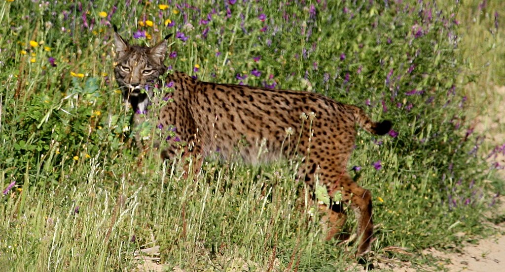 50 años después de su desaparición el lince ibérico se reproduce en la Sierra de Córdoba