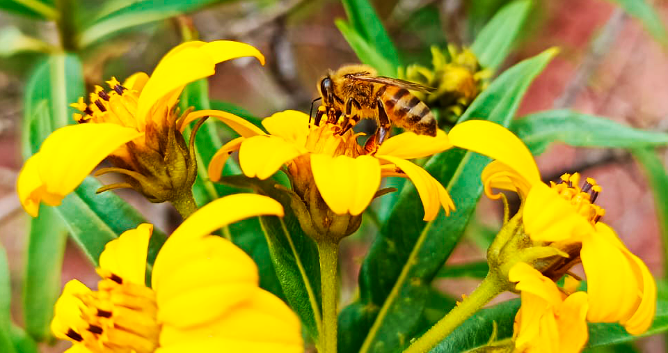 Ecologistas en Acción-Andalucía alerta del declive de las abejas silvestres y otros polinizadores y exige un protocolo urgente frente al avispón oriental
