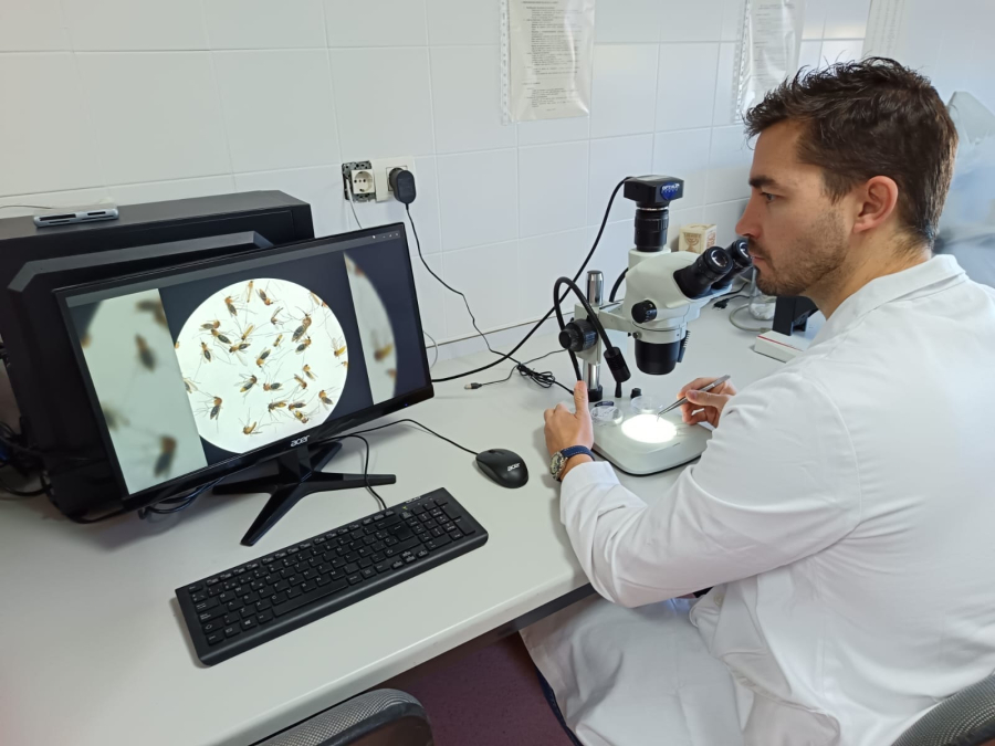 El mosquito «del metro de Londres» ya existía hace más de un milenio en el Mediterráneo