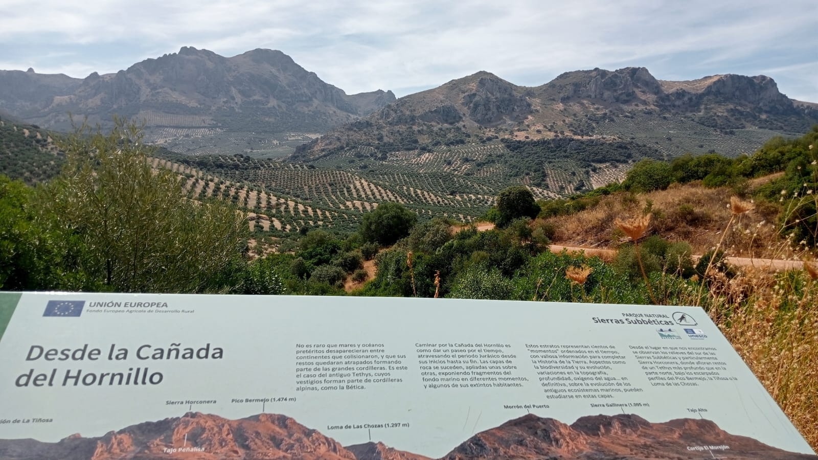 Olivares afectados. A la derecha Sierra Gallinera