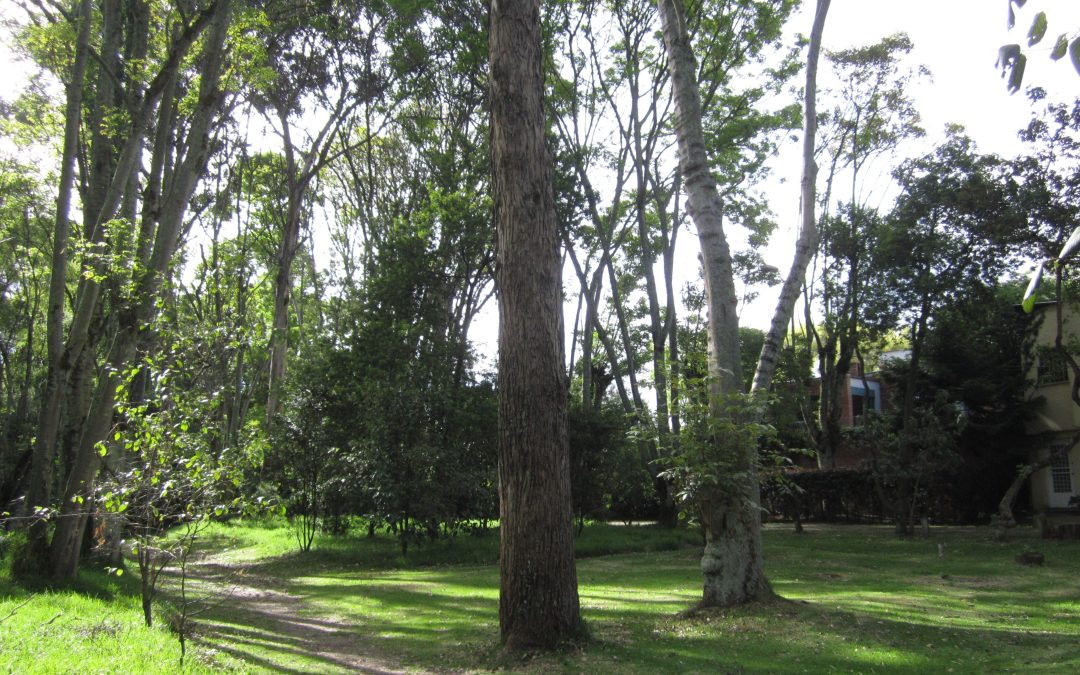 El CMC apoya el Plan de Arbolado pero pide recursos, coordinación y accesibilidad