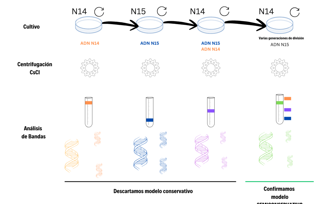 La Mirada Científica: el Experimento de Meselson-Stahl