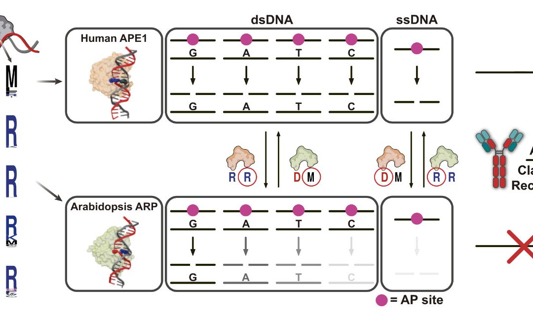 La Mirada Científica: entrevista a Marina Jordano Raya