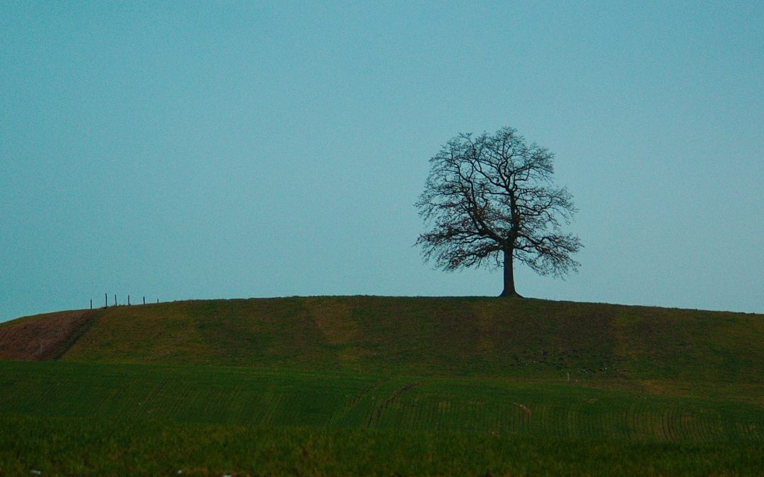 Las iniciativas climáticas Axerquía por el Clima y Regina-Magdalena por el clima organizan una nueva actividad de “Aquí falta un árbol”, esta vez en el parque de Miraflores