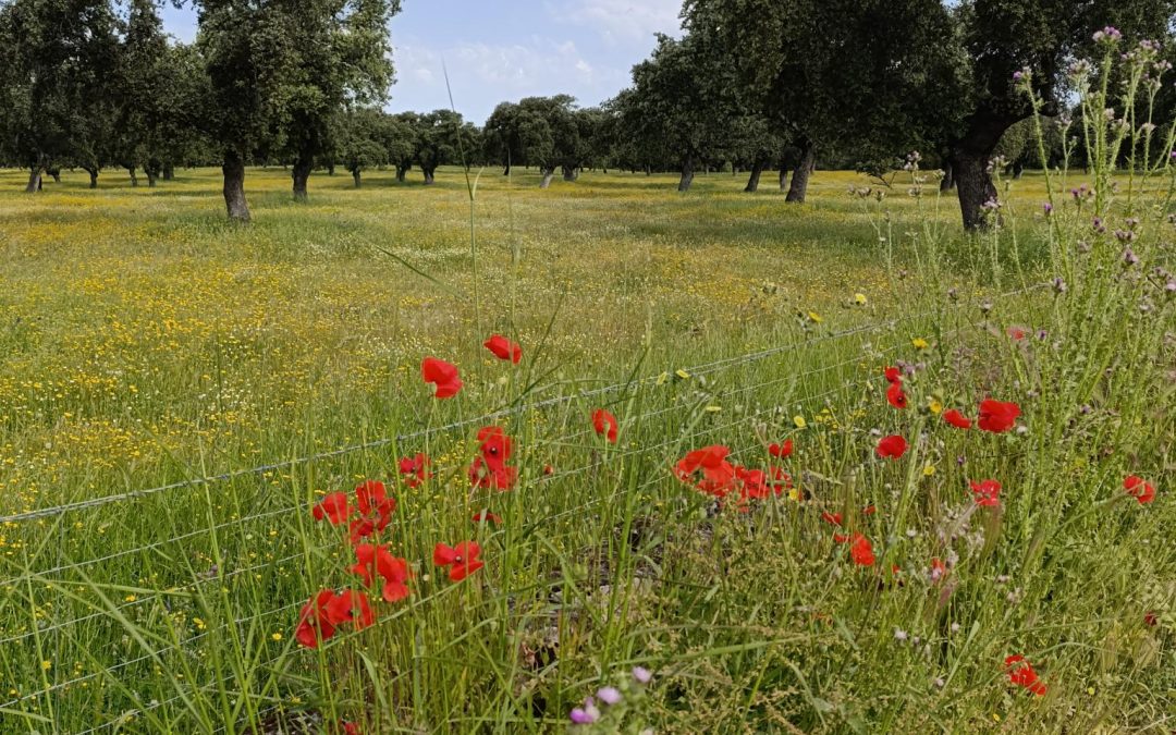 ¿Es progreso dejar de conservar la naturaleza?